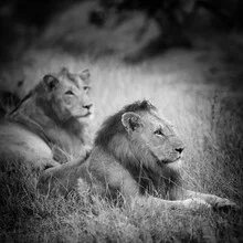 Portrait of a male lion with a gentle gaze, captured in the nature of South Africa.