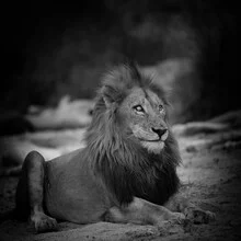 Portrait of a male lion majestically sitting in the African savanna.