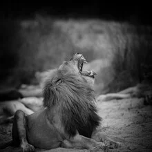 Portrait of a male lion with a majestic mane in Kruger National Park, calm atmosphere.
