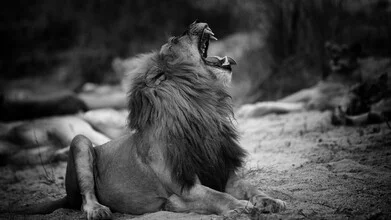 Portrait of a male lion with a gentle expression and majestic mane.