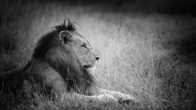 Portrait of a male lion with a majestic mane in Kruger National Park.