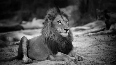 Portrait of a male lion with a majestic mane, set in a natural environment.