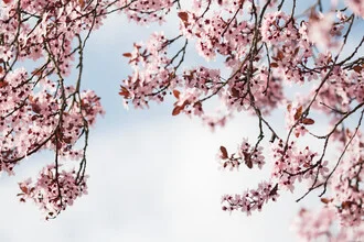 Photo art by Manuela Deigert: delicate cherry blossom against a blue sky