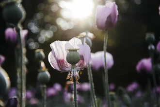 Field of blue poppies in sunlight, soft colors and a calming atmosphere.
