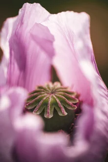 Macro shot of a blue poppy flower featuring soft colors and delicate details.