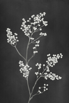 Amini 54, Monograph Black (Hong Kong, Asien)