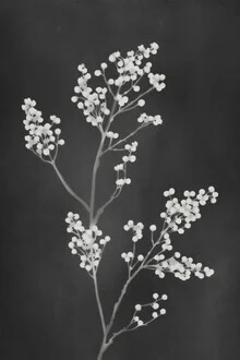 Wandbild von Amini 54: stilvolles Blumenstillleben in Schwarz-Weiß.
