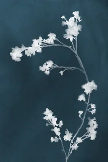 Wall art by Amini 54: delicate silhouettes of flowers in cyanotype style.