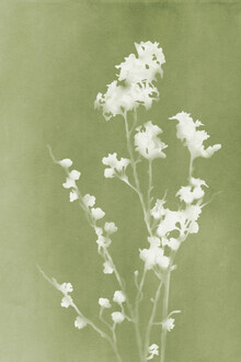 Amini 54, Green Monograph (Hong Kong, Asien)