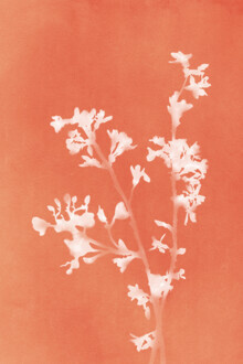 Amini 54, Orange Monograph (Hong Kong, Asien)