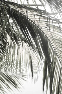 Photo art: green palm fronds with gentle shadows and light play.