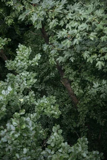 Aerial view of a summer forest: lush green leaves and a calm atmosphere