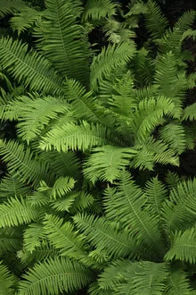 Photo art by Nadja Jacke: delicate fern plant in soft light