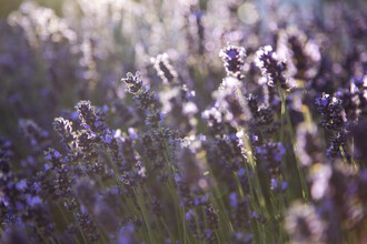 Nadja Jacke, Sommerlicher Lavendel im Gegenlicht (Deutschland, Europa)