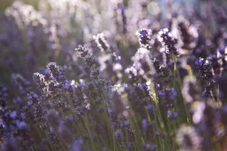 Soft lavender flowers backlit, creating a calm and summery atmosphere.
