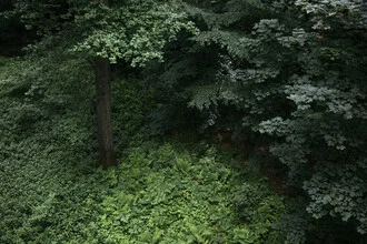 Aerial view of a lush green forest in summer with ferns and gentle light play.