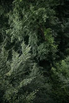 Aerial view of a deciduous forest in summer, featuring rich greens and soft light.