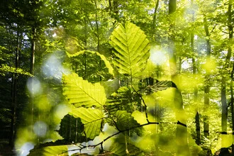 Photo art by Nadja Jacke: glowing summer forest with gentle light plays