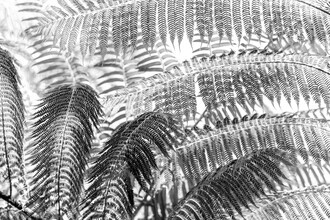 Miro May, Bali Rainforest