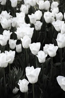 Beautiful photo art: white tulips in soft lighting