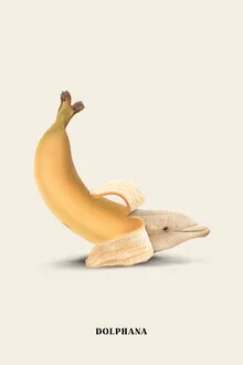 Illustration by Jonas Loose: playful dolphin with a banana