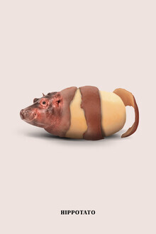Jonas Loose, Hippotato