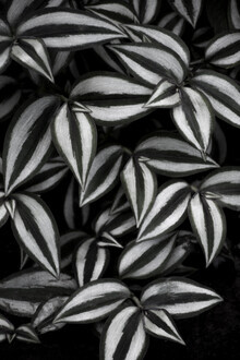 Studio Na.hili, botanical cebra leafs (Deutschland, Europa)