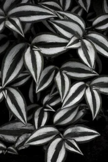 Photo art featuring botanical fern leaves in black and white, gentle lines and shapes.