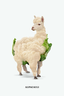 Jonas Loose, Alpacauli - Germany, Europe)
