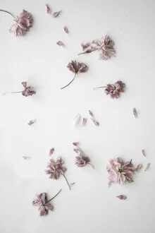 blush faded cherry flower confetti - fotokunst von Studio Na.hili