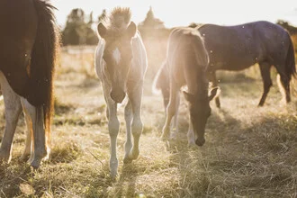 Horse with foal in the sunset, warm light and a calm atmosphere.