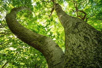 Grüne leuchtende Baumkronen unter klarem Himmel