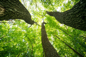 Oliver Henze, Green gigantic treetops (Germany, Europe)