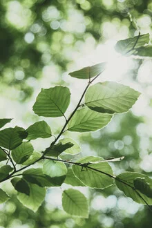 Photo art: summer beech leaves in soft greens illuminated by sunlight.