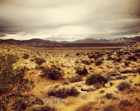 Michael Brandone, Desert #8 (United States, North America)