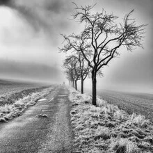 Photo art by Robert Kuavi: serene landscape with mist over a field