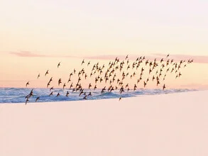 Fotokunst von Thiago Quiuque: Vögel über dem ruhigen Ozean bei Sonnenuntergang