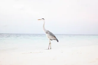 BLUEBIRD - Fineart photography by Roman Becker