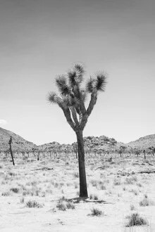 Photo art by Roman Becker: sunny road through Joshua Trees in California