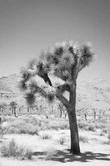 Photo art: tranquil desert landscape featuring a tree and cactus in California.