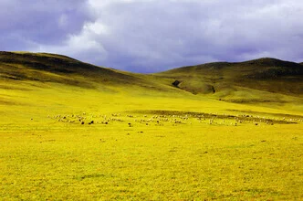 Mongolian landscape with sheep in autumn, warm light and soft colors