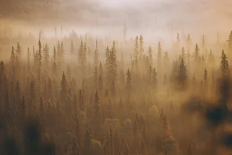 Morning fog over the Finnish forest, gentle light streams through the trees.