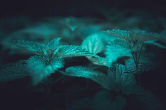 Close-up of a dark nettle plant showcasing soft green tones