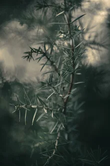 Dunkler Wacholder in Nahaufnahme, sanfte Farben und ruhige Stimmung.