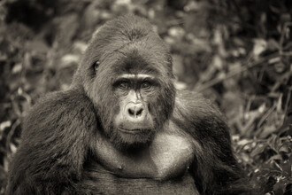 Dennis Wehrmann, silverback - the gentle ruler of the rainforest - Uganda, Afrika)