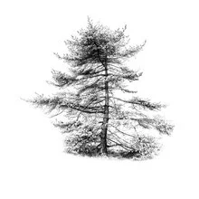 Photo art by Robert Kuavi: melancholic autumn landscape with a solitary tree