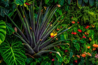 Tropical plants - Fineart photography by Miro May