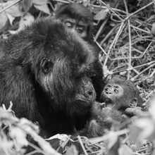 Dennis Wehrmann, Gorilla mother with baby - Uganda, Afrika)