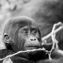 Dennis Wehrmann, Gorilla teenager Bwindi Impenetrable Forest Uganda - Uganda, Afrika)