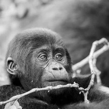 Teenage gorilla in Bwindi Impenetrable Forest, calm portrait